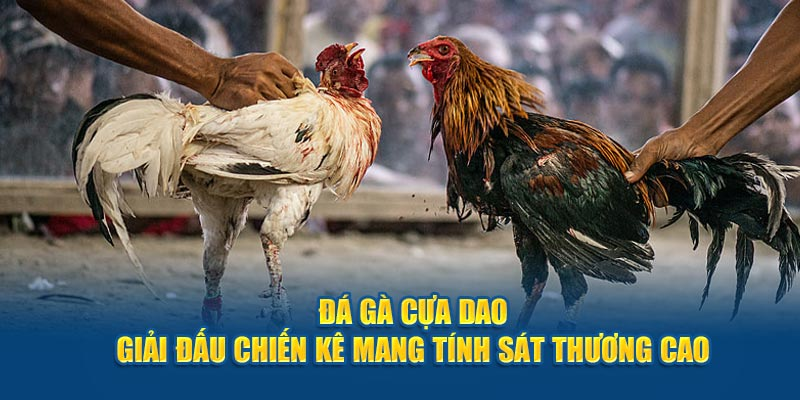 Trải Nghiệm Xem Đá Gà Cựa Dao